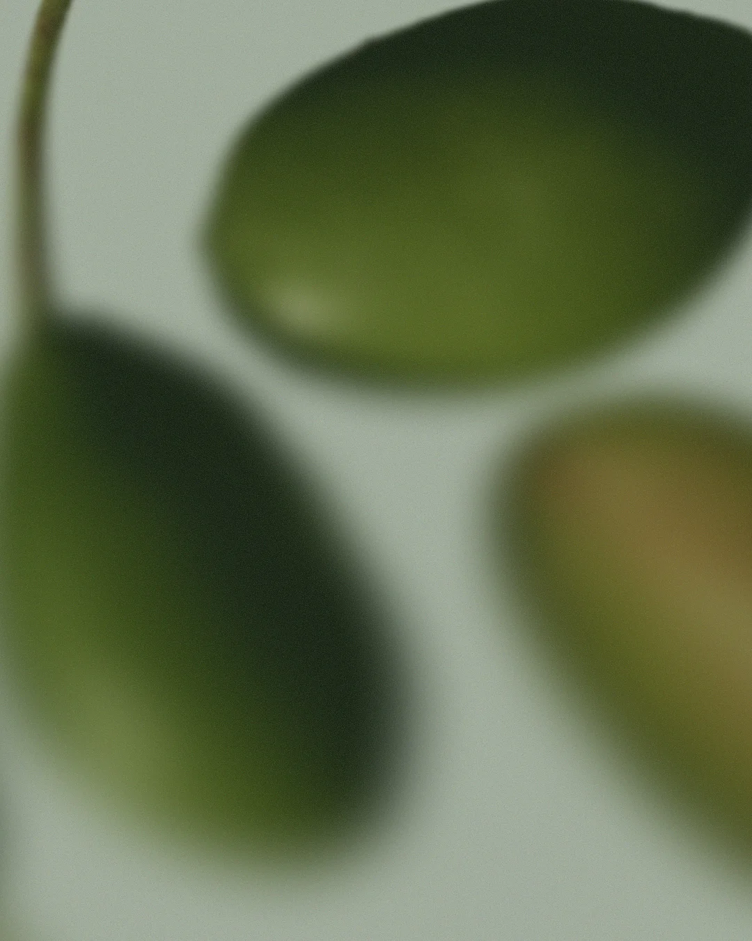 Mignole Extra Virgin Olive Oil wordmark over a softly blurred green background.