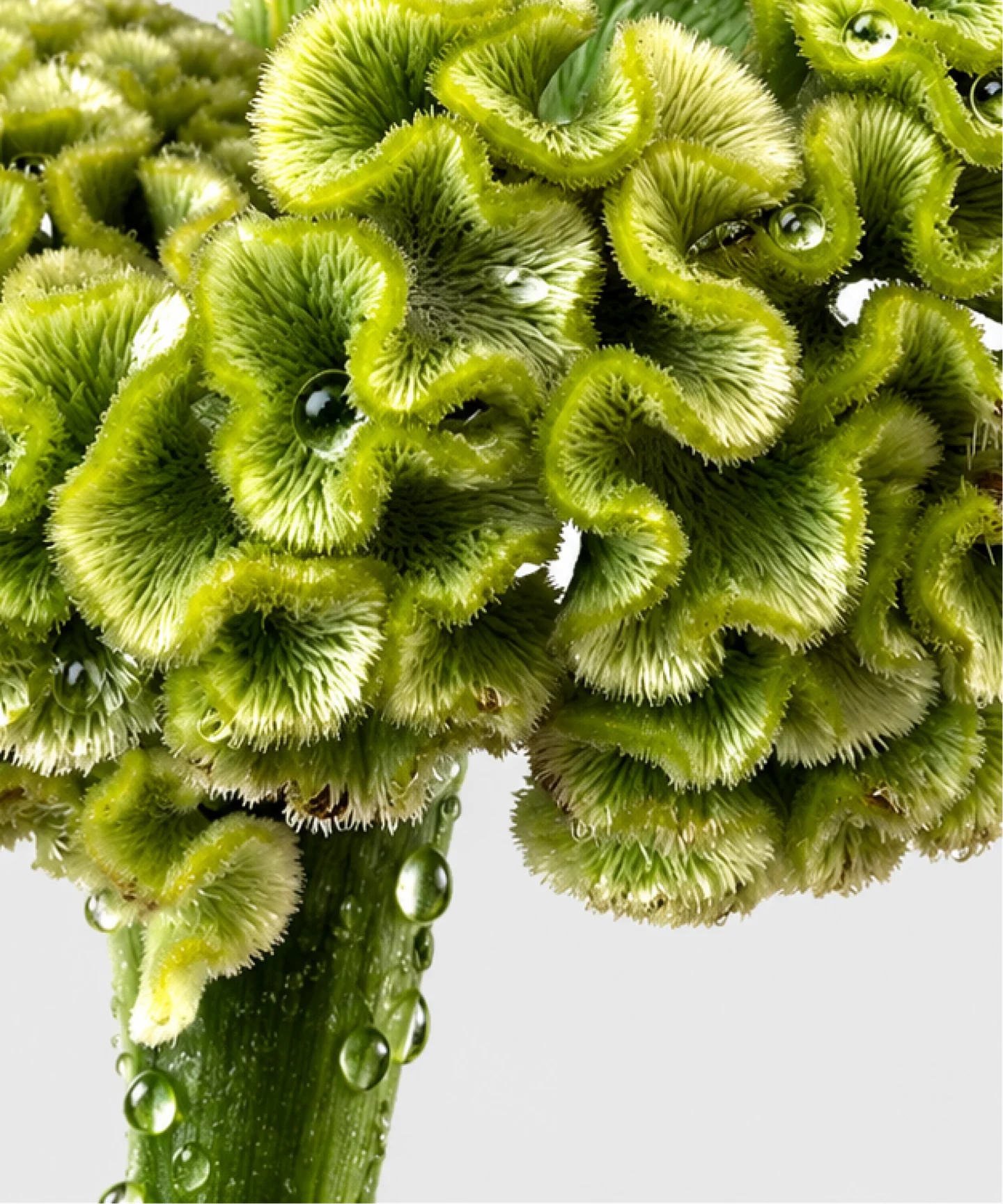 Close-up of a green crested flower with water droplets.